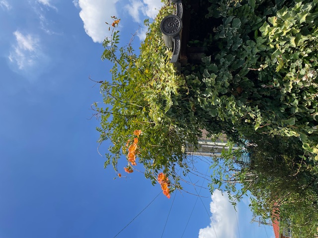 現場レポート✨(平屋建て・半田市)