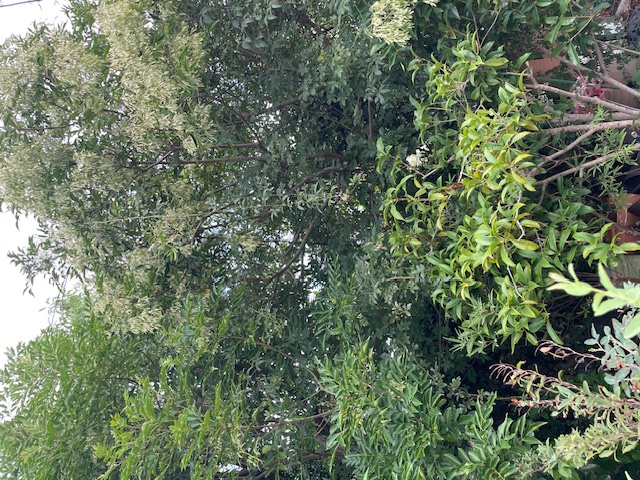 現場レポート✨(平屋建て・2階建て・半田市)