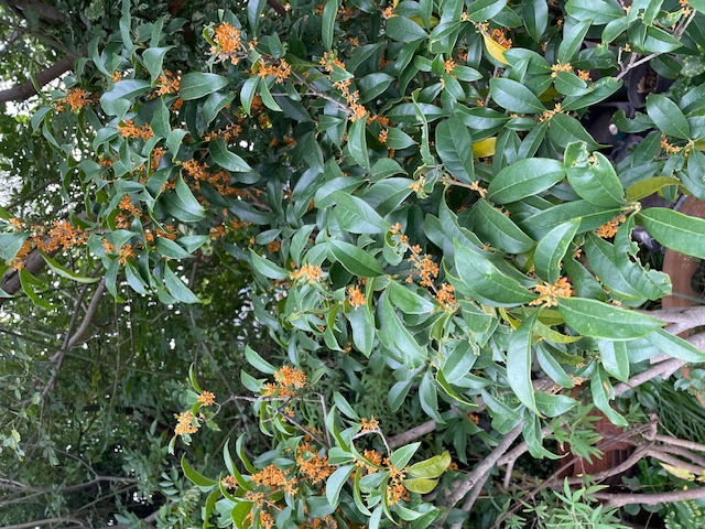 現場レポート✨(平屋建て・半田市)