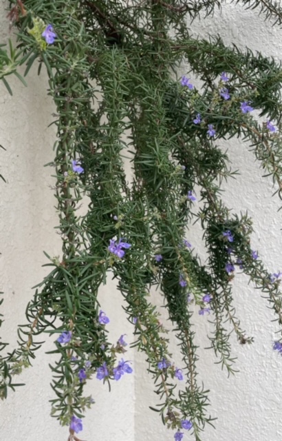 我が家のローズマリー✨