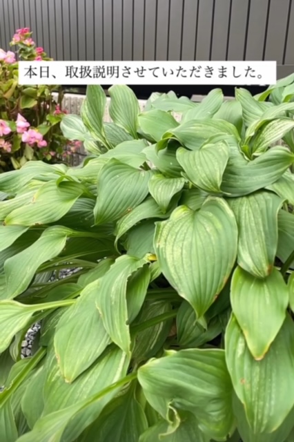 現場レポート✨（平屋建て・半田市）