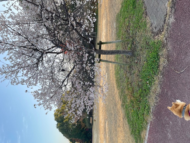 季節外れの桜✨