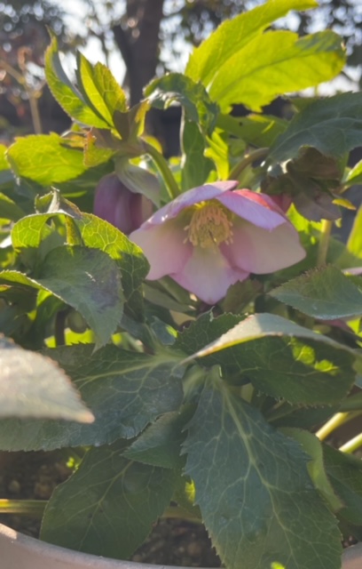 クリスマスローズが開花✨