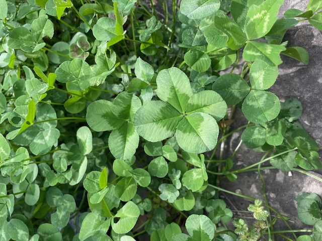 四つ葉のクローバー🍀
