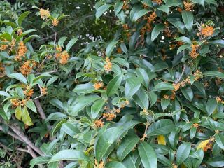 現場レポート✨（平屋建て・半田市）