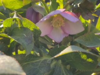 クリスマスローズが開花✨