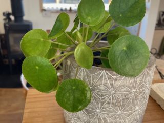 感謝の伝え方✨